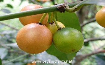 Cherry Mangosteen, Rheedia edulis, Garcinia intermedia, www.organicfarm.net